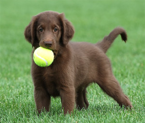 retriever flat coated breeders puppy northwest club