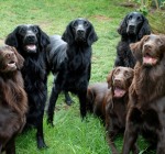 pictures-of-Flat-Coated-Retrievers